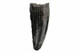 Cretaceous Boreal Crocodile Tooth - Hell Creek Formation #218541-1